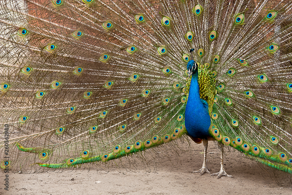 Obraz premium peacock with feathers out