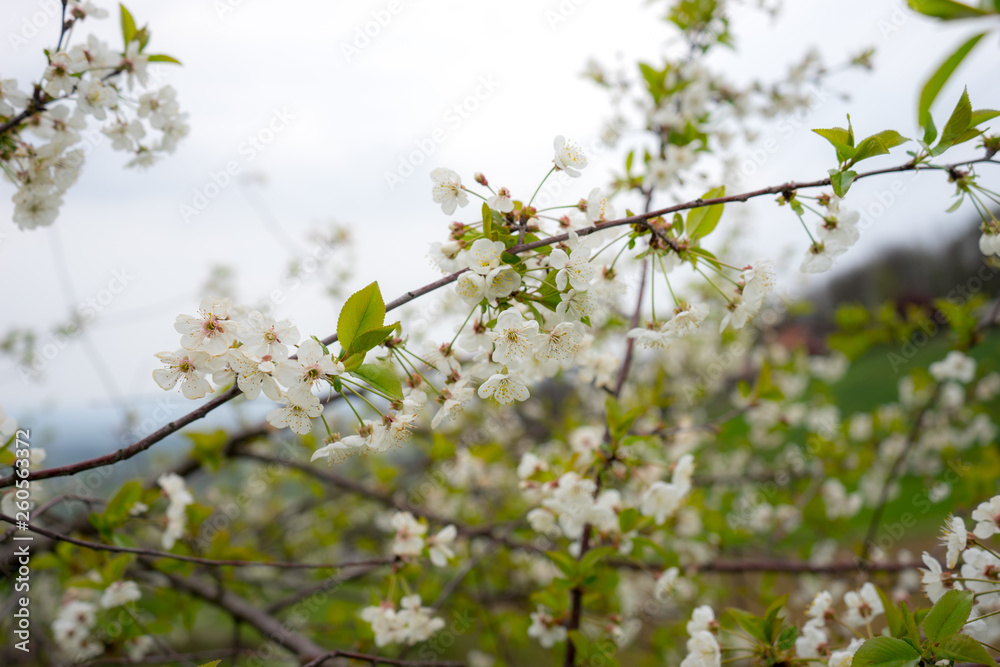 Sour cherry tree in bloom, Slovenia, spring, early in the morning Sour cherry tree in bloom, Slovenia, spring, early in the morning