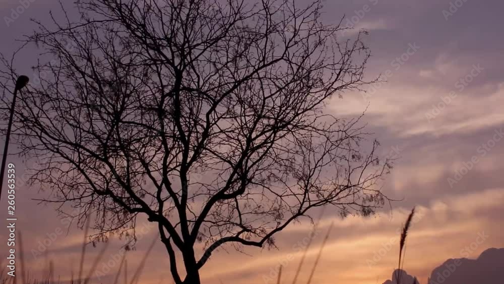 Silueta del Árbol en el Atardecer Silueta del Árbol en el Atardecer
