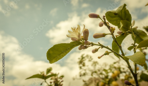 Lemon tree bloom