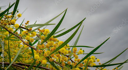 A yellow tree bloom