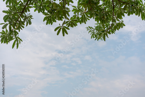 White Cheesewood tree leaves hanging down from above in front of a blue cloudy sky with copy space - Green Alstonia Scholaris tree leaf and branches over hanging a blue sky with white clouds