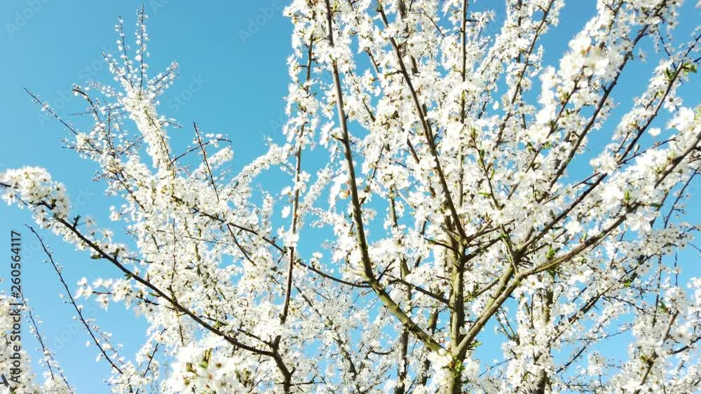 Spring blooming tree with beautiful blue sky in the background (Ungraded). White blooming tree. Three-Thirds. White flowers on blue background. (Ungraded)