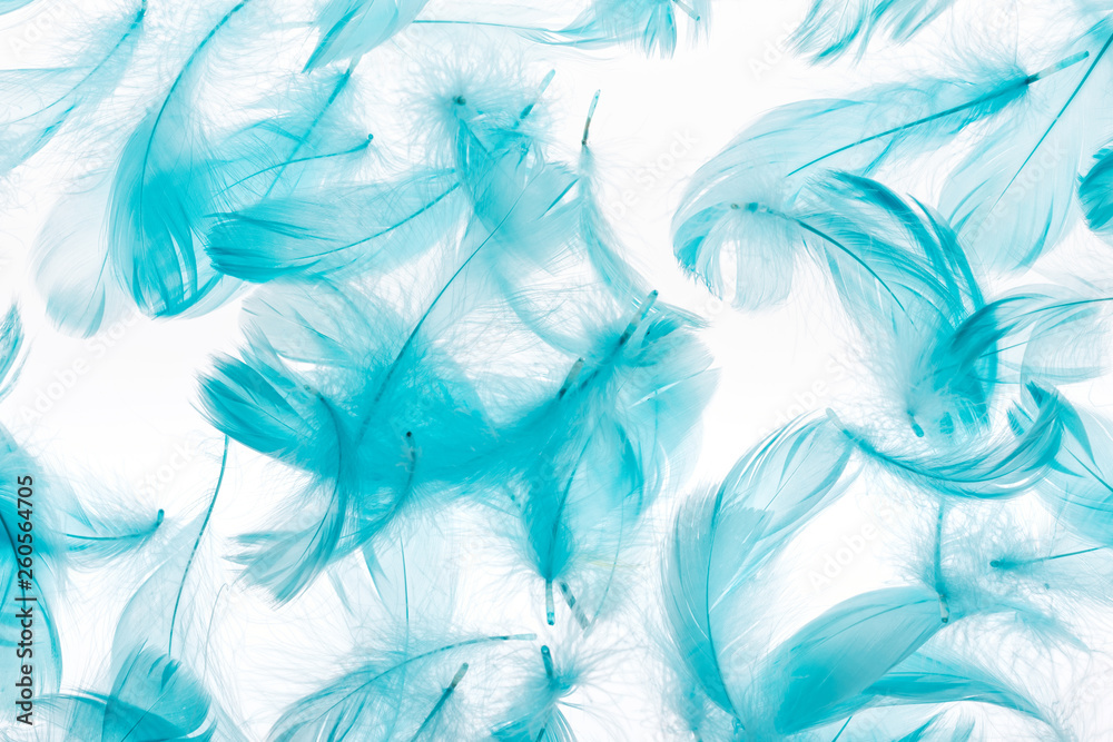 seamless background with blue feathers isolated on white seamless background with blue feathers isolated on white