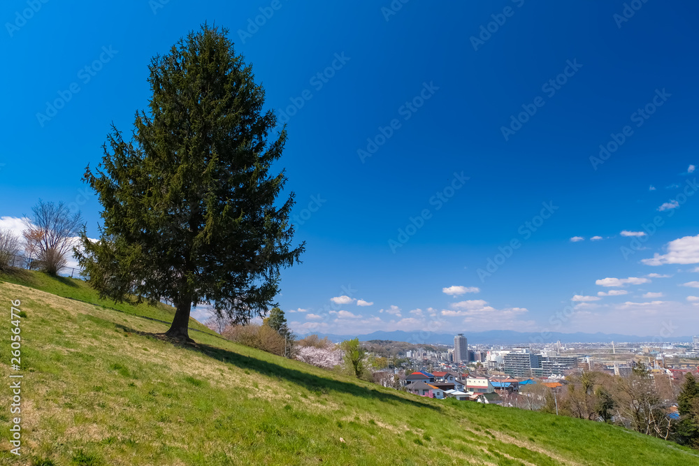 Obraz premium 多摩市 都立桜ヶ丘公園 ゆうひの丘