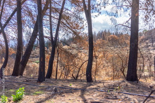A forrest after a bushfire