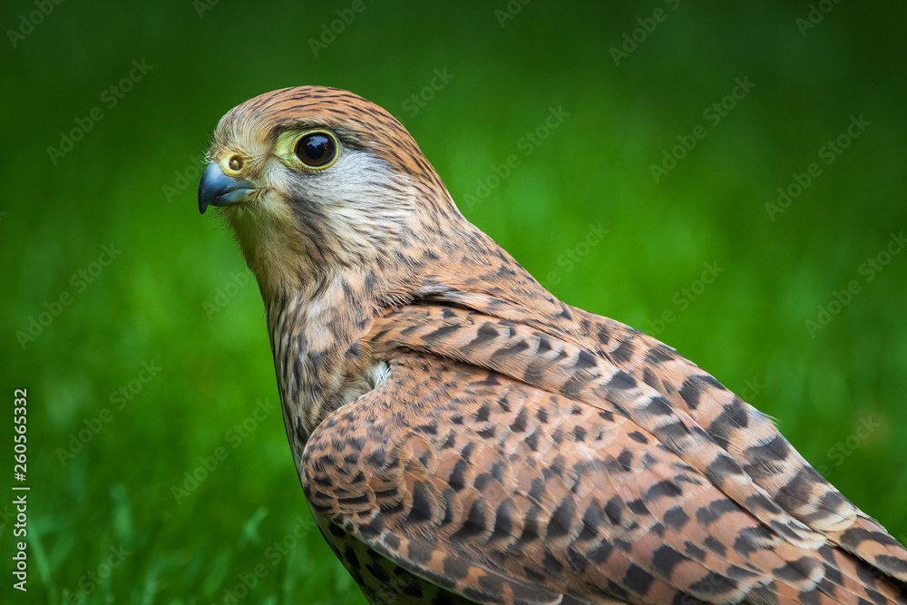 kestrel kestrel