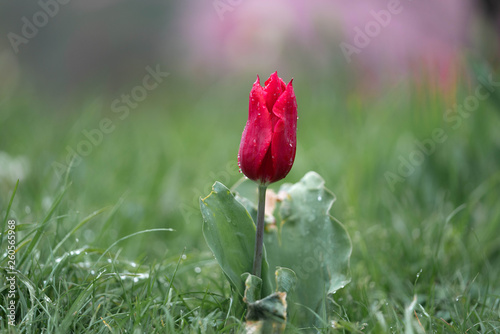 red tulips in the garden