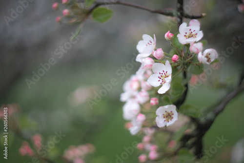 cherry tree with pink flowers © Mariia