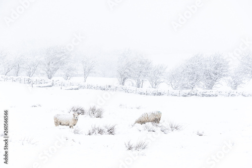 Sheep in the snow