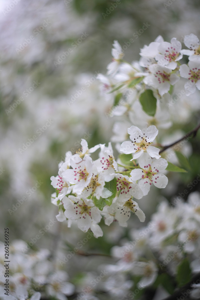 Obraz premium blooming cherry tree in spring