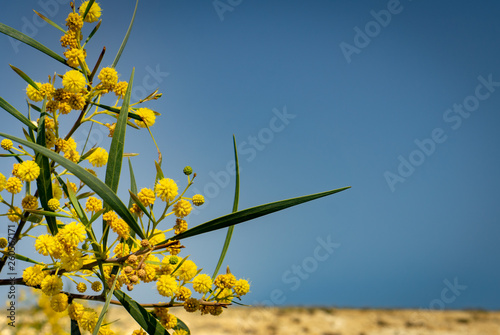 branch of yellow tree in bloom against blue sky