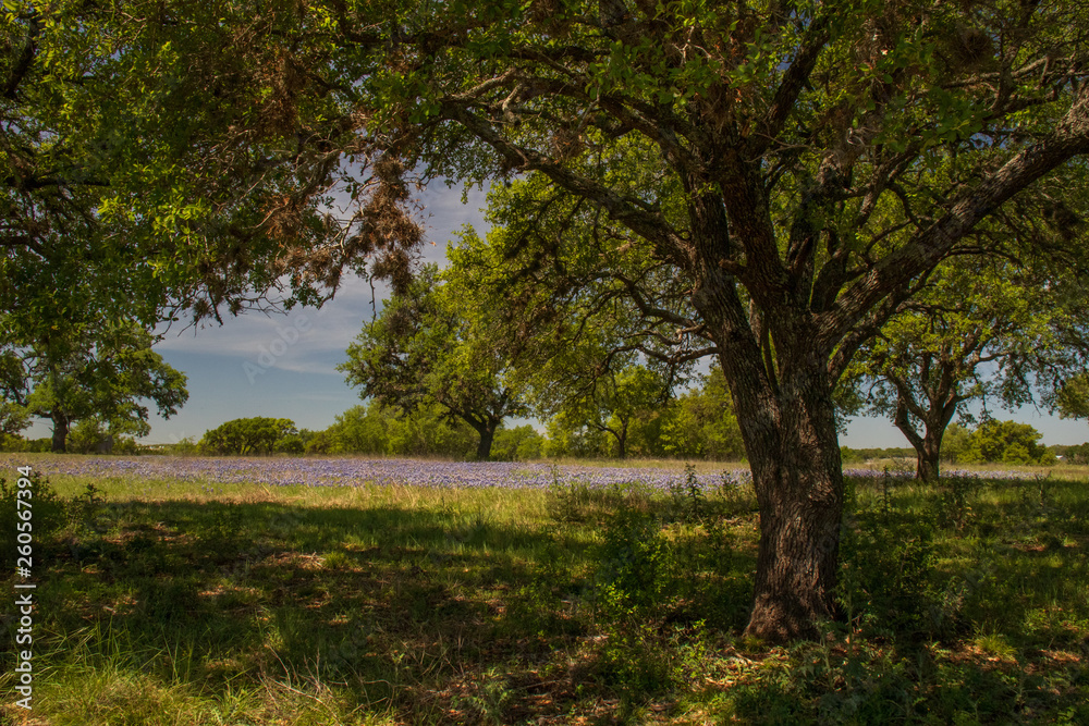 Bluebonnets in a field under a tree with blue sky background