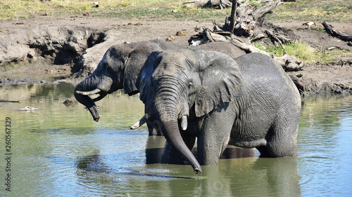 elephants takin bath in waterhole,Kruger national park South Africa