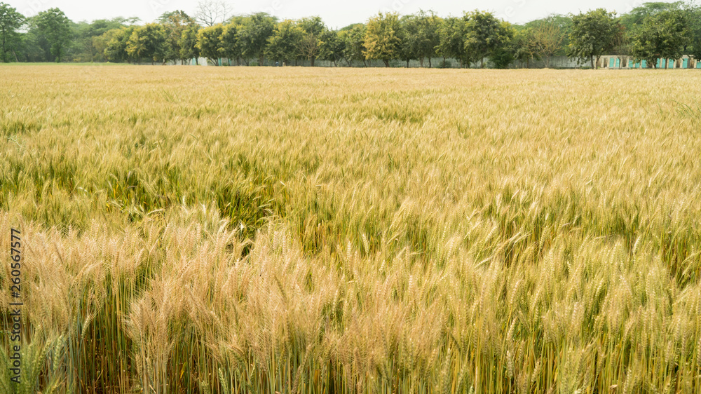 Wheat Field