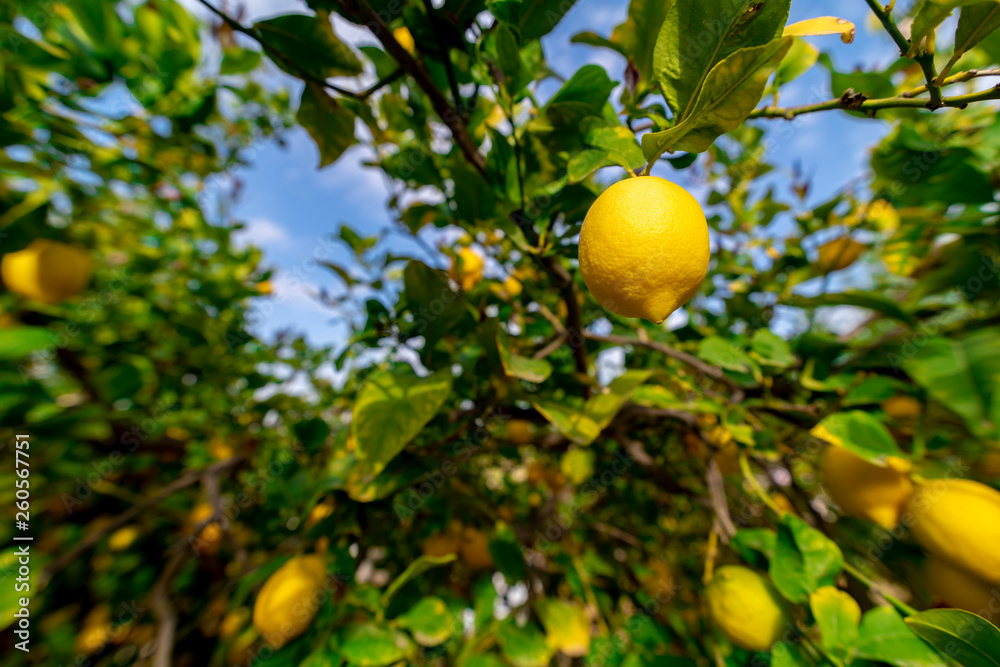 Lemons in ecological lemon