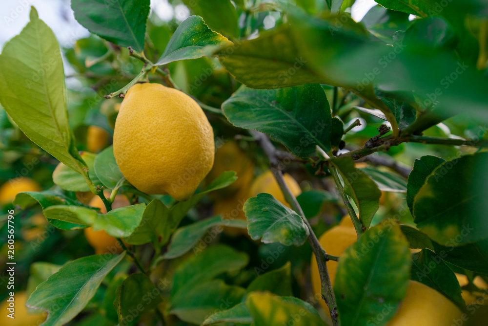 Lemons in ecological lemon