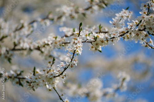 White Mirabelle plum tree in spring © Vesna