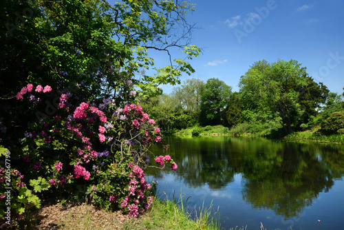 Parklandschaft mit Rhododendron