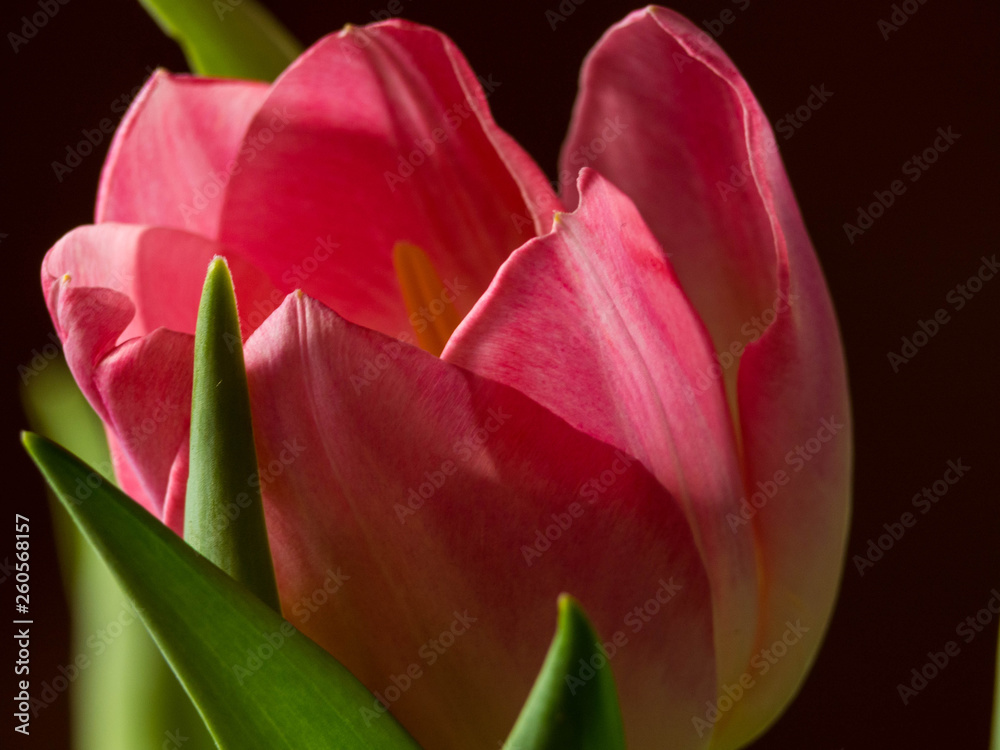 Still Life Tulip Still Life Tulip