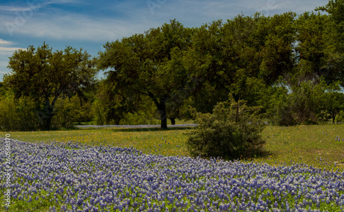 Wallpaper Mural Bluebonnets in a field and tree lined background with blue sky Torontodigital.ca