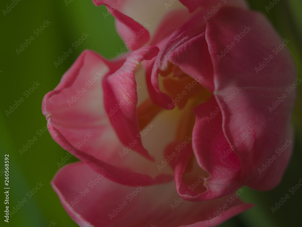Spring decoration, tulips blurred, soft mist, postcard Spring decoration, tulips blurred, soft mist, postcard