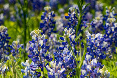 Bluebonnets in a field