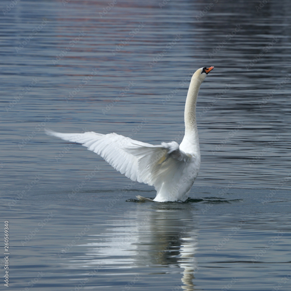 Fototapeta premium Schwan