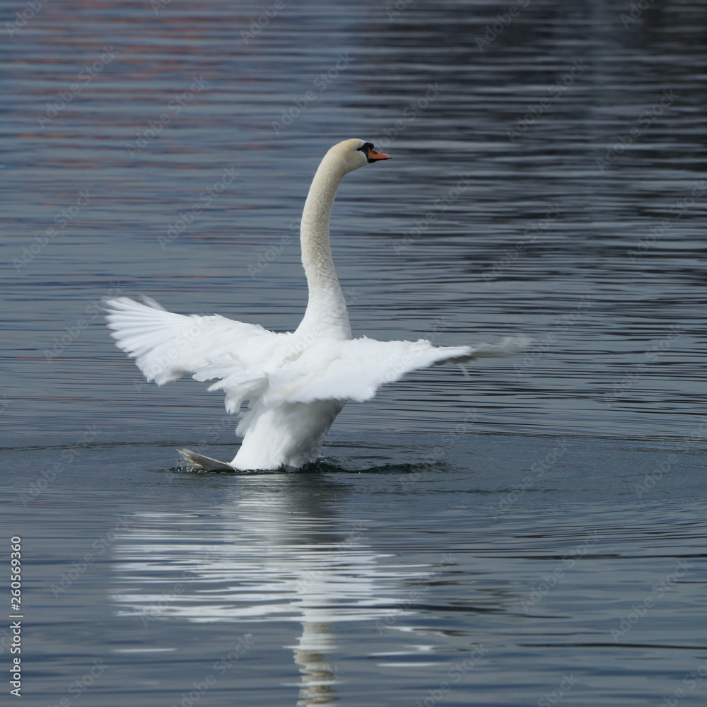 Fototapeta premium Schwan