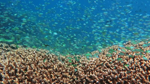 Healthy coral reef with variety of fish and underwater wildlife.