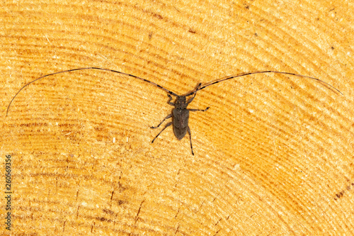 Zimmermansbock auf angeschnittenen Fichtenstamm photo