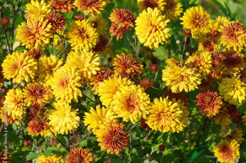 Orange chrysanthemums flowers bloom in the garden Orange chrysanthemums flowers bloom in the garden