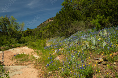 Texas hillcountry Bluebonnets and trees in background