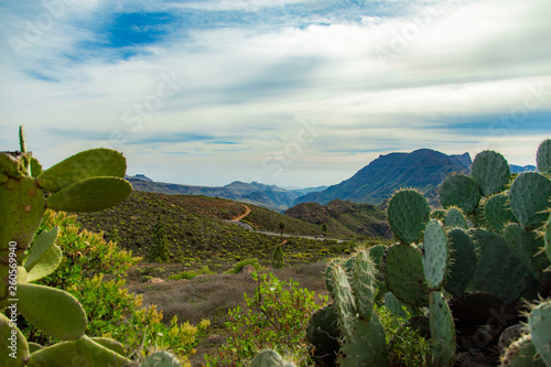 Cactus in landscape