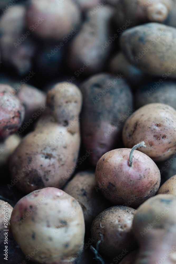 Harvest potato. Nature background. Close up Harvest potato. Nature background. Close up