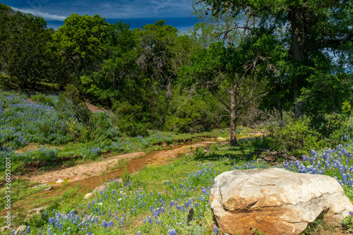 Texas hillcountry Bluebonnets along a stream and trees in background