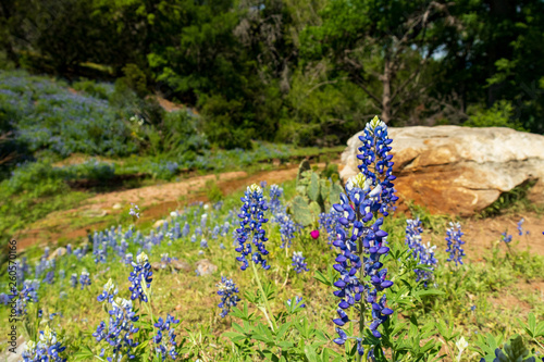 Texas hillcountry Bluebonnets along a stream and trees in background photo