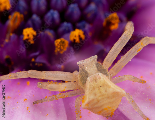 Yellow Tomisidae Onostus spider walking and posing on a pink flower photo