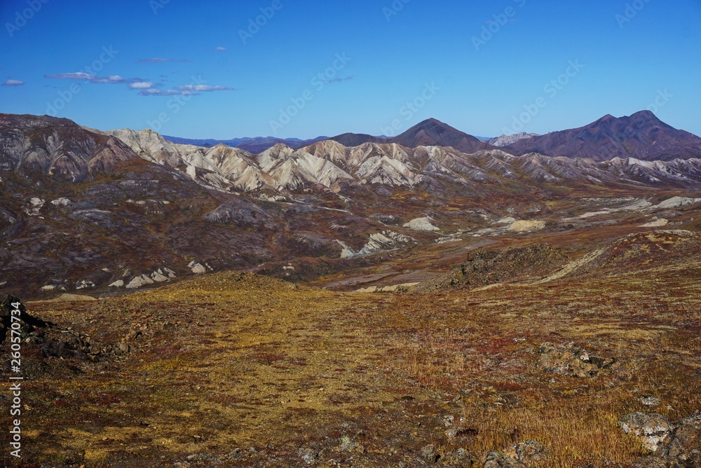 Fototapeta premium Beautiful landscape in national park Denali in Alaska