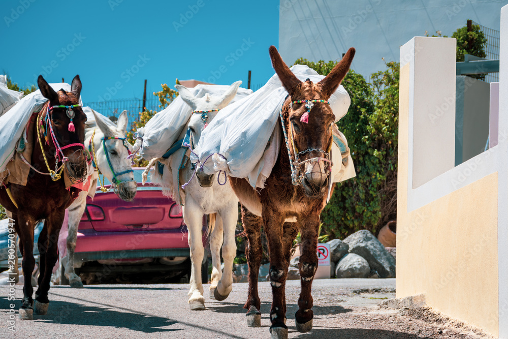 Naklejka premium donkeys carry heavy bags on their backs