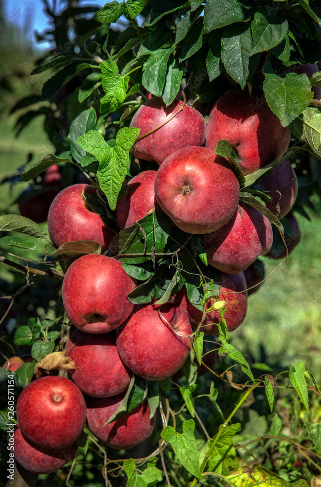 Ripe Red Apples in Orchard Ripe Red Apples in Orchard
