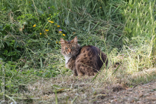 TABBY CAT SITTNG IN LONG GRASS