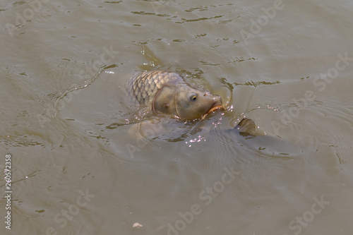 CARP SWIMMING ON SURFACE OF WATER