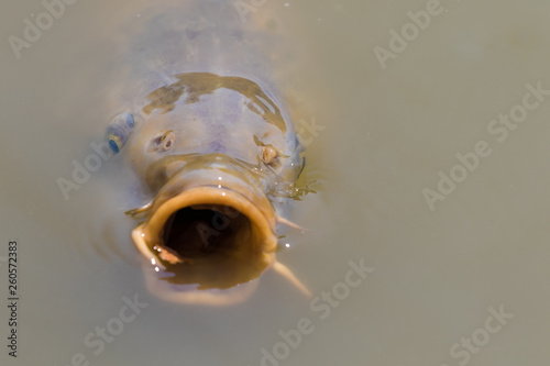 CARP WITH MOUTH WIDE OPEN