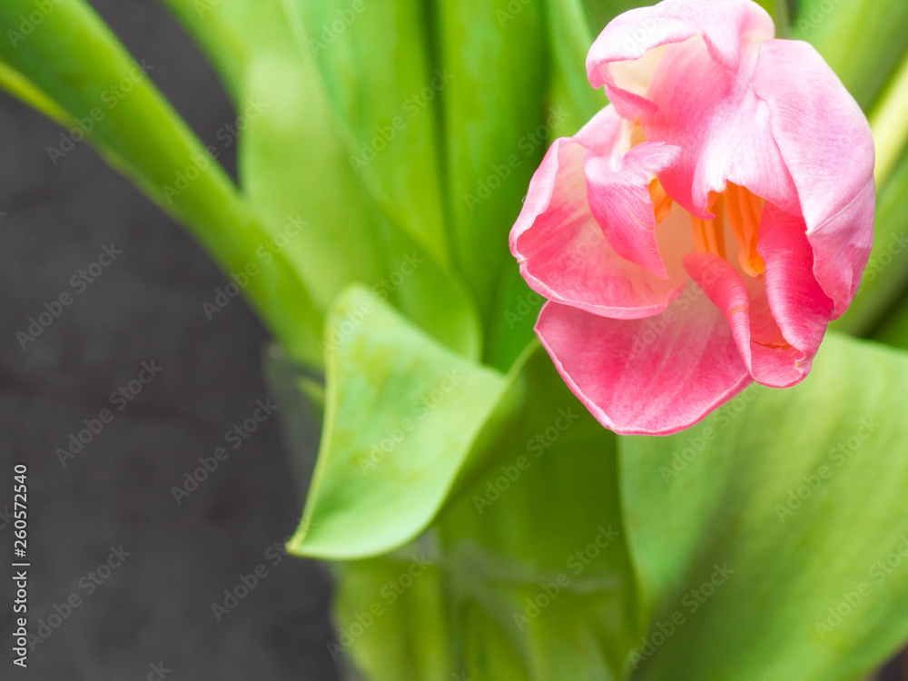 Naklejka premium Spring background with pink tulips Congratulation concept