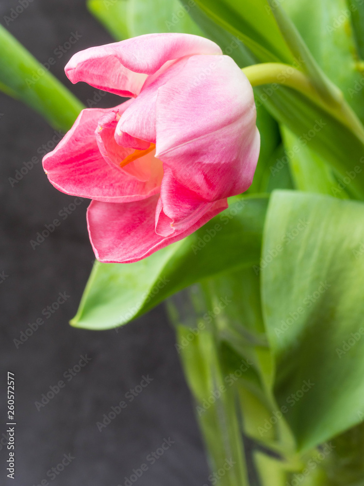 Fototapeta premium Spring background with pink tulips Congratulation concept