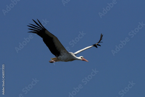 Storch