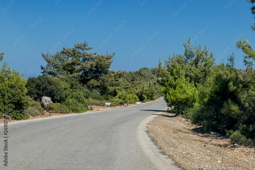 Winding Asphalt Road in the Mountains. Breathtaking landscape and nature.winding serpentine.Road to the mountains. Sunny morning. Blue sky without clouds. empty road.Road scenery. Travel concept. - obrazy, fototapety, plakaty 