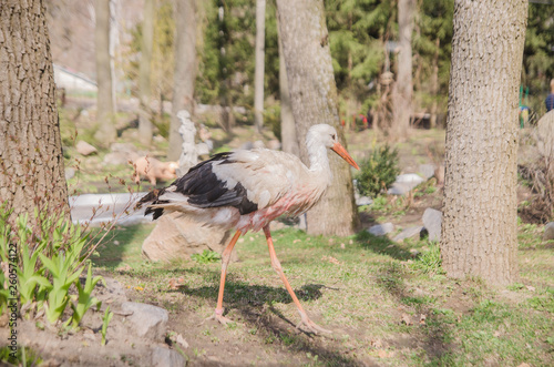 Adult stork in its natural habitat. Natural background