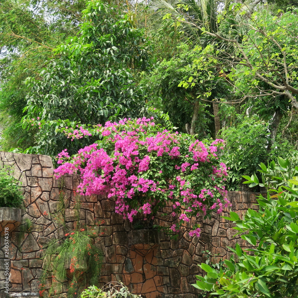 Bougainvillea, triple flowers, rich flowering shrub in tropical climate